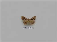 藏品(夜蛾341)的圖片